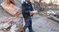 Gülşehir'de Fildişi Fosili Bulundu