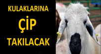 Nevşehir'de Koyunlara Çip Takılacak